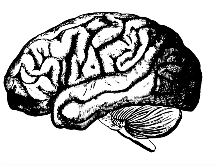 Brain illustration