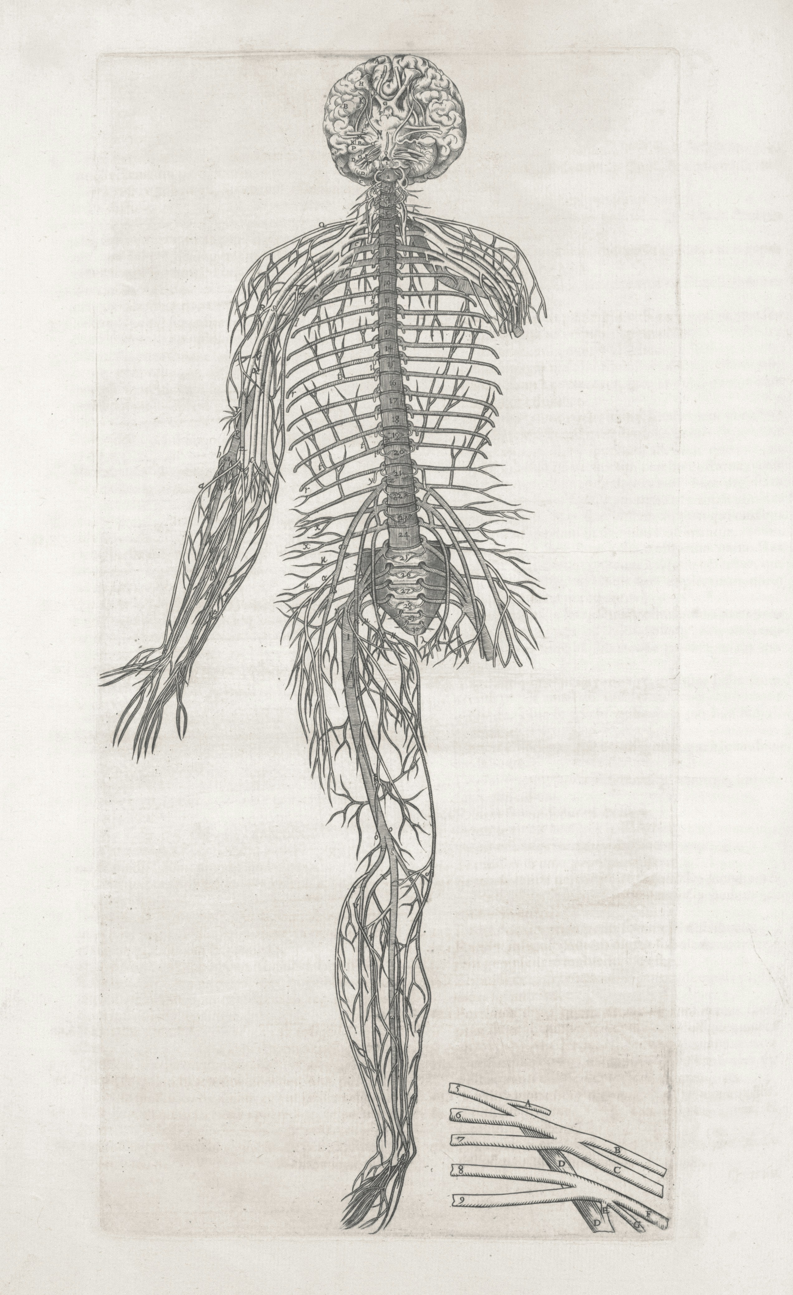 Anatomical illustration of human nervous system